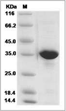 Human NAPA / alpha-SNAP Protein (His Tag) SDS-PAGE