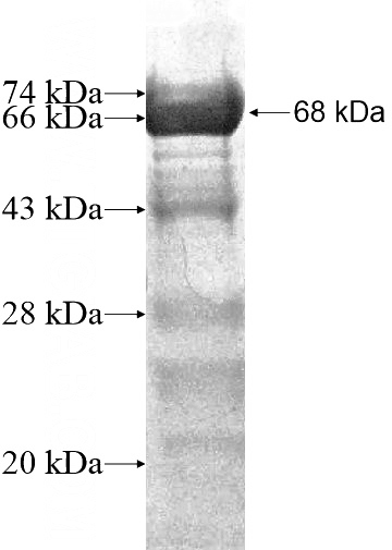 Recombinant Human EHBP1 SDS-PAGE