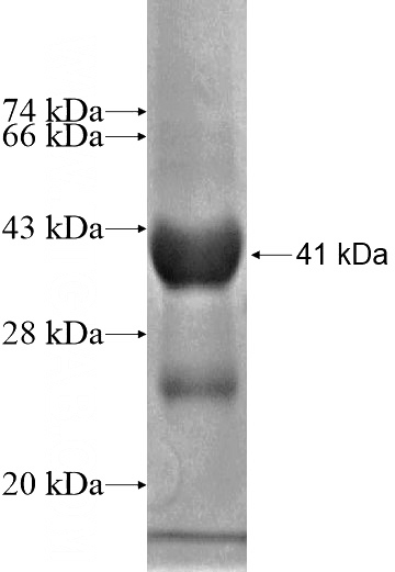 Recombinant Human BZW1 SDS-PAGE
