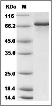 Mouse CHK1 / CHEK1 Protein (His & GST Tag) SDS-PAGE