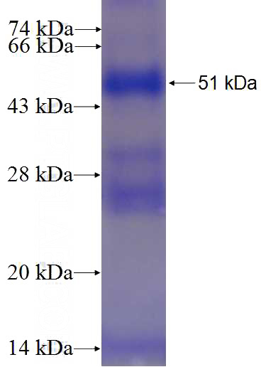 Recombinant Human PON2 SDS-PAGE