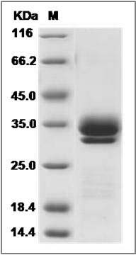 Mouse KLK7 / Kallikrein 7 Protein (His Tag) SDS-PAGE