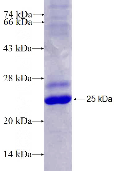 Recombinant Human MLL SDS-PAGE