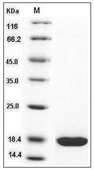 Human REG3A / HIP Protein (His Tag) SDS-PAGE