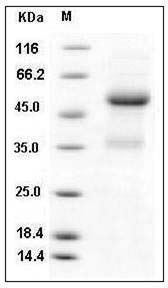 Mouse Ephrin-A1 / EFNA1 Protein (Fc Tag) SDS-PAGE