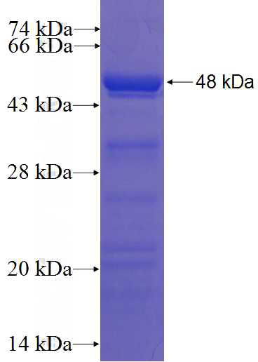 Recombinant Human BDP1 SDS-PAGE