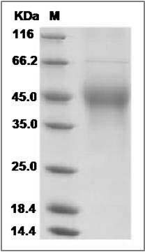 Mouse M-CSF / CSF-1 Protein SDS-PAGE