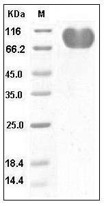 Human CD155 / PVR / NECL5 Protein (Fc Tag) SDS-PAGE