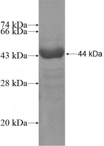Recombinant Human SHROOM1 SDS-PAGE