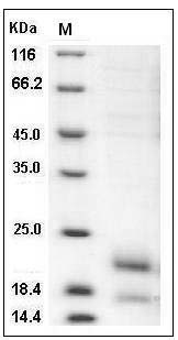 Mouse MIF / Migration Inhibitory Factor Protein (His Tag) SDS-PAGE
