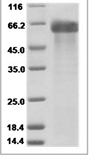 Human DLL4/Delta-like 4 Protein 15517