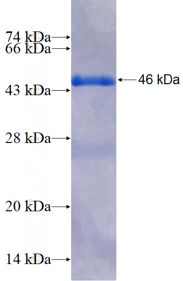 Recombinant Human TRIM54 SDS-PAGE