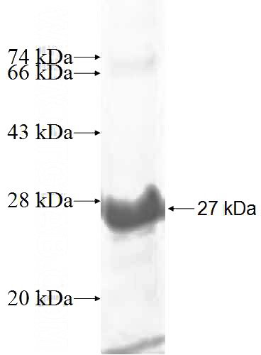 Recombinant Human POLR2F SDS-PAGE