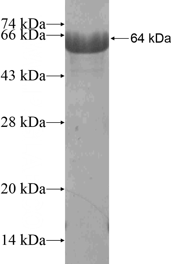 Recombinant Human SP3 SDS-PAGE