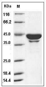 Human SerpinB6 / PI-6 Protein (His Tag) SDS-PAGE