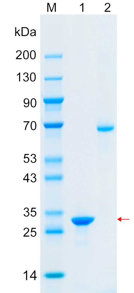 Recombinant TEAD4 protein (His tag) SDS-PAGE
