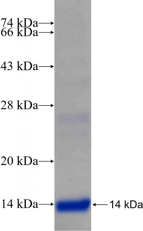 Recombinant Human ENPP1 SDS-PAGE