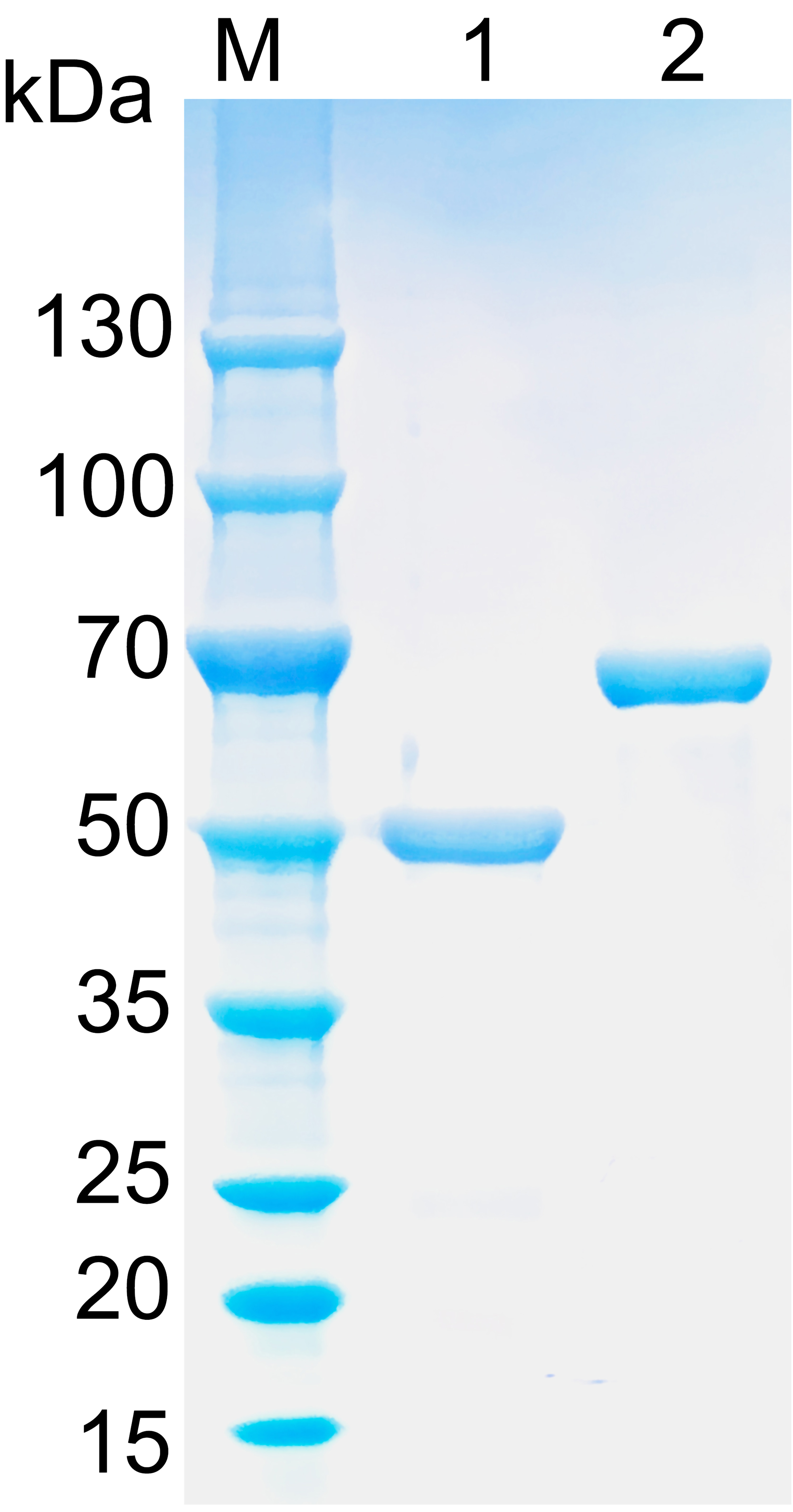 Recombinant Arabidopsis thaliana EPSPS SDS-PAGE