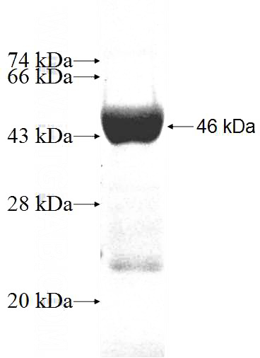 Recombinant Human GMPR2 SDS-PAGE