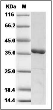 Human MKK6 / MEK6 / MAP2K6 Protein SDS-PAGE