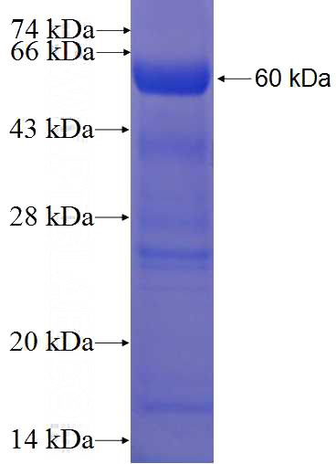Recombinant Human LRP1 SDS-PAGE