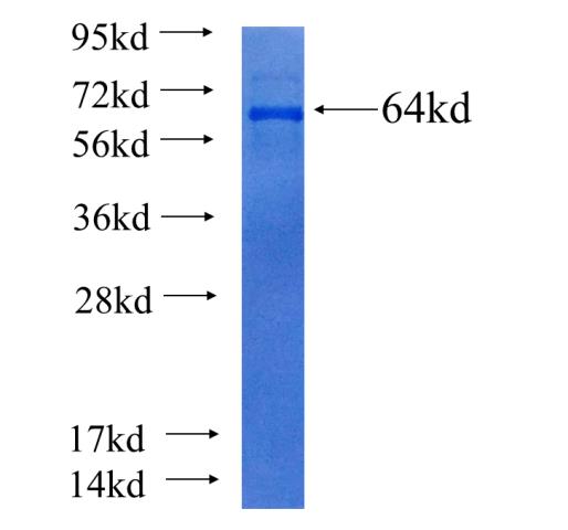Recombinant human MGEA5 SDS-PAGE