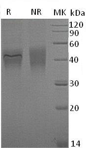 Mouse Ifngr1/Ifngr (His tag) recombinant protein
