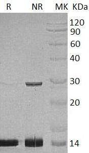 Human PCBD1/DCOH/PCBD (His tag) recombinant protein
