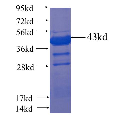 Recombinant human KIAA0368 SDS-PAGE