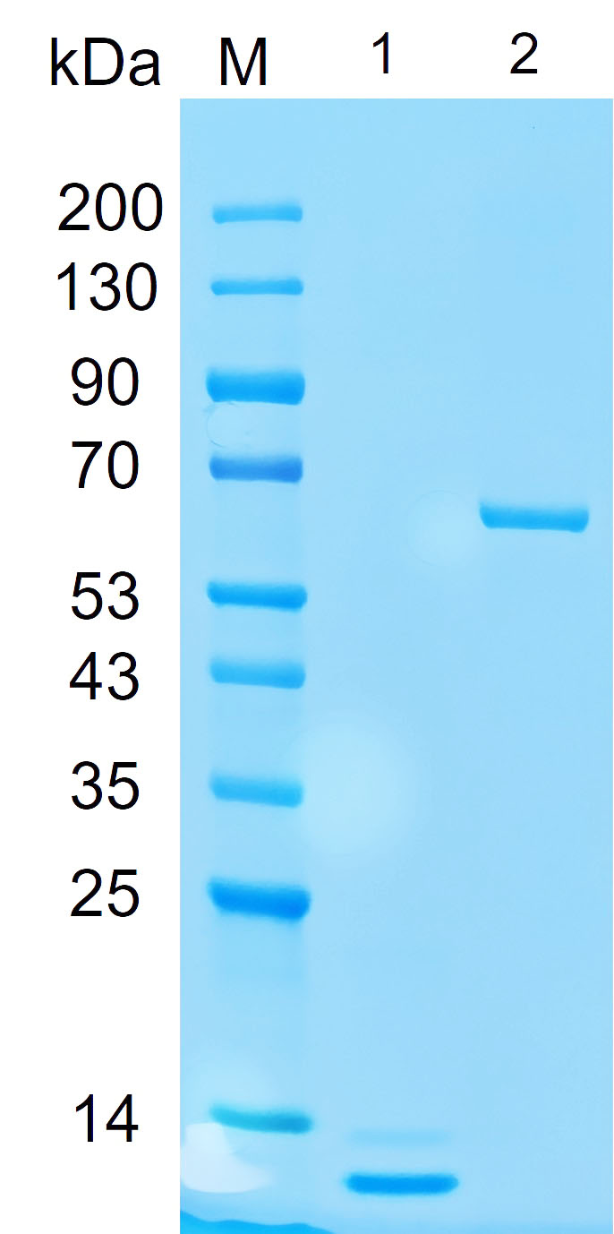 Recombinant ID3 protein (His tag) SDS-PAGE