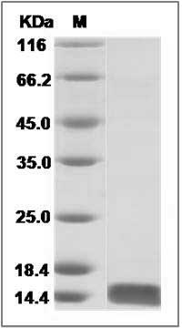 Human FABP3 / H-FABP / M-FABP Protein SDS-PAGE
