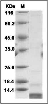 Mouse S100A4 Protein SDS-PAGE