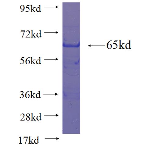 Recombinant human ASNA1 SDS-PAGE