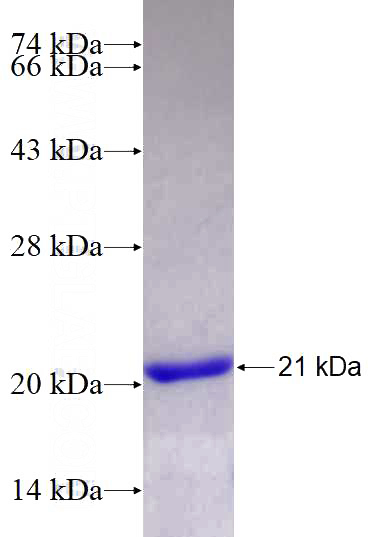 Recombinant Human PRIM2 SDS-PAGE