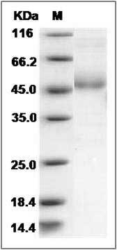Human LY86 / MD-16 Protein (Fc Tag) SDS-PAGE