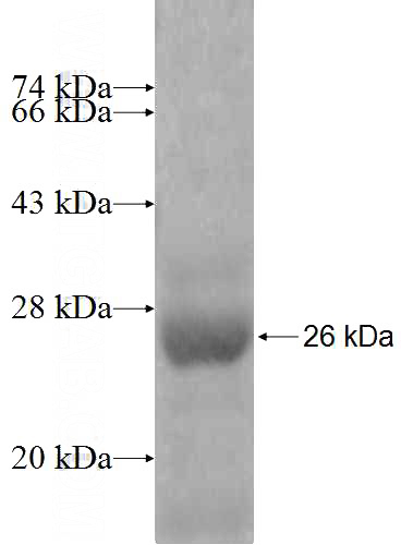 Recombinant Human DEFB129 SDS-PAGE