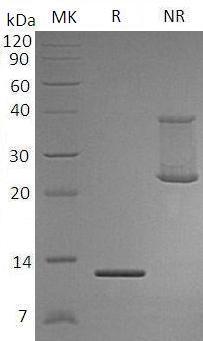 Human PSPN recombinant protein