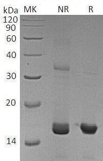 Mouse Ppia recombinant protein
