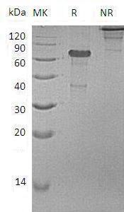 Mouse Ngfr (Fc tag) recombinant protein