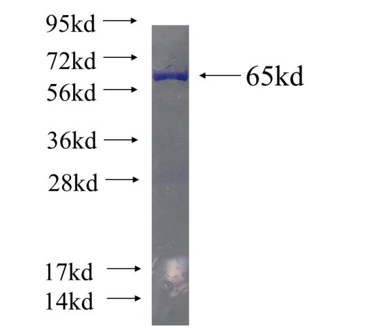 Recombinant Arabidopsis thaliana PTP1 SDS-PAGE