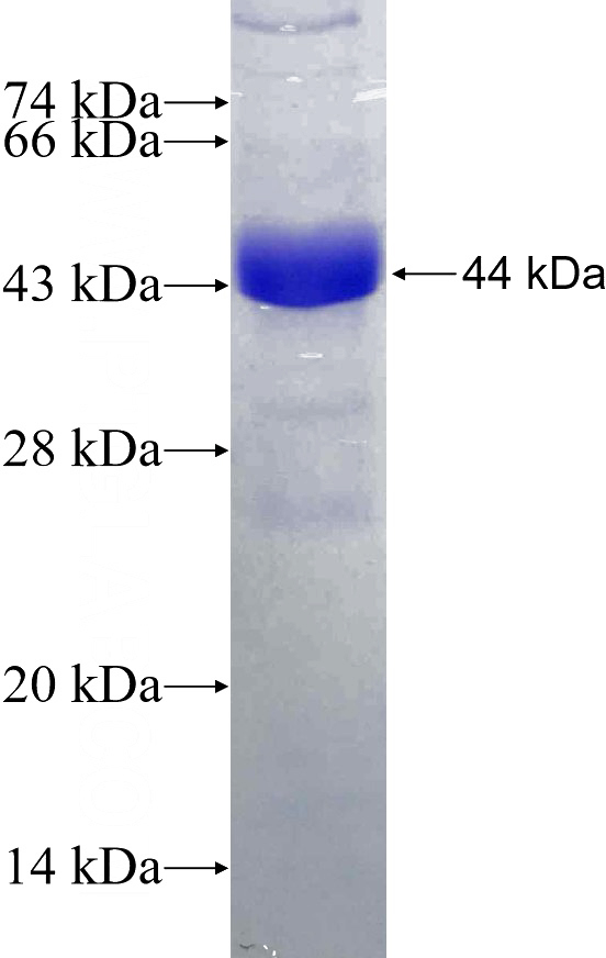 Recombinant Human PTPN5 SDS-PAGE
