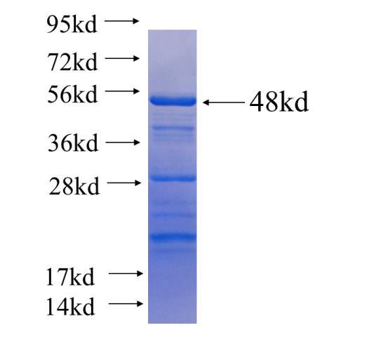Recombinant human SAMSN1(Full length) SDS-PAGE