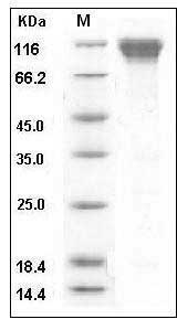 Mouse CD62L / L-Selectin / SELL Protein (His & Fc Tag) SDS-PAGE