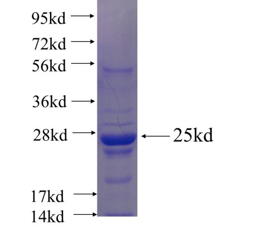 Recombinant human CRH SDS-PAGE