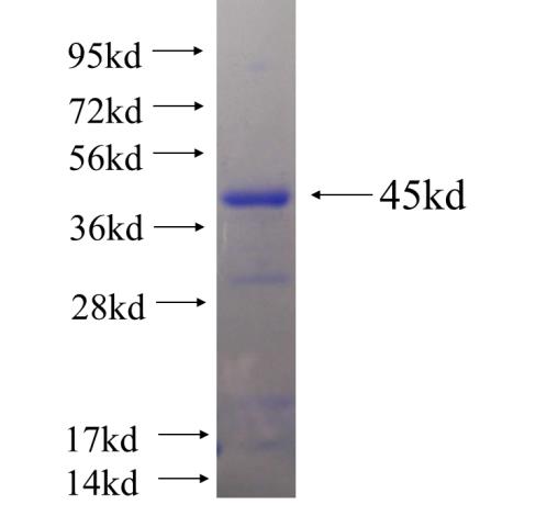 Recombinant human EIF4G1 SDS-PAGE