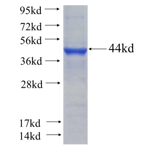 Recombinant human BCAT2 SDS-PAGE