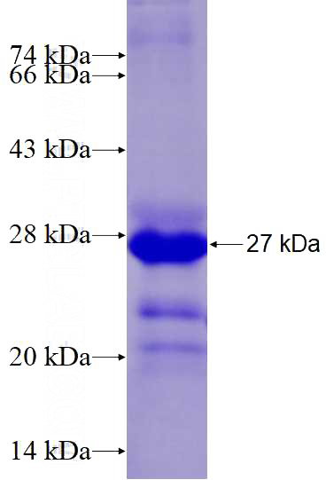 Recombinant Human GMEB1 SDS-PAGE