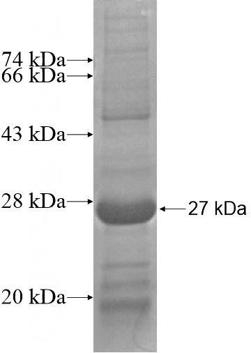 Recombinant Human C1orf50 SDS-PAGE