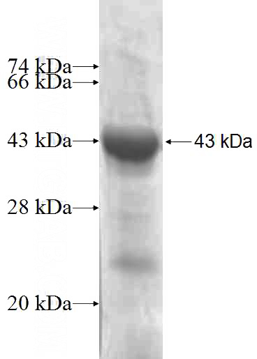 Recombinant Human RNF8 SDS-PAGE