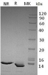 Human CXCL10/INP10/SCYB10 recombinant protein